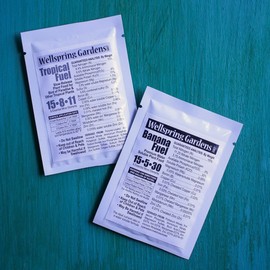 Black Velvet Elephant Ear Live Plant - Alocasia reginula