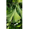 Tree 2 Ginkgo Plants(Ginkgo Biloba) 4" container
