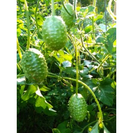 TomorrowSeeds West Indian Gherkin Cucumber Seeds | Cucumis Anguria Spiky Cocombro Seed 2025 - 150+ Count