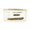 REAL BUG T501 Annelid Types Specimen Mount Kit