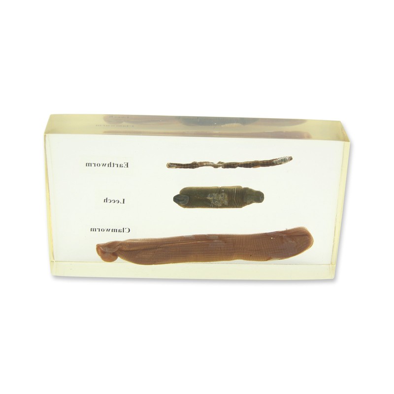 REAL BUG T501 Annelid Types Specimen Mount Kit