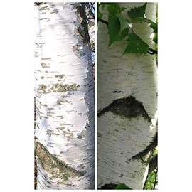 Betula pendula: European White Birch Seeds