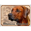 Petsigns Rhodesian Ridgeback Dog Sign, Rustproof UV Resistant Metal Sign,