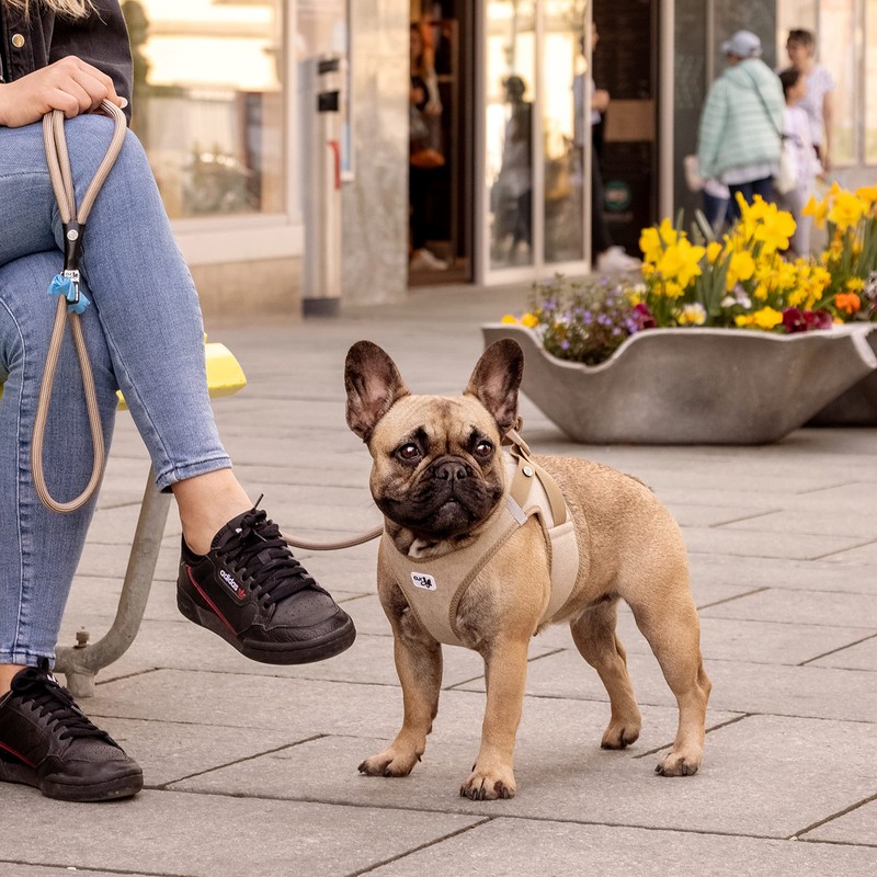 Vest Harness Curli Clasp Cord Tan 2XS