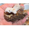 1/4 lb Deer Creek Fire Agate Choice To Mid Grade
