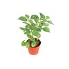 Pilea Cadierei (Aluminum Plant) - 4" from California Tropicals