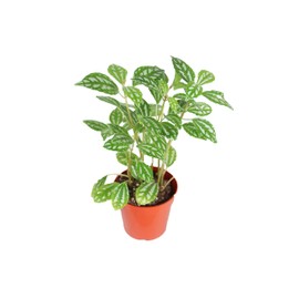 Pilea Cadierei (Aluminum Plant) - 4" from California Tropicals