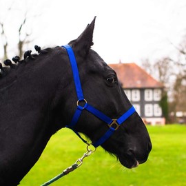 Halter for Horses Warmblood, Thoroughbred, Cold Blood - Stable Halter, Pasture Halter, 2 Adjustable Positions on Chin Strap and Headpiece, Safe and Tear-Resistant (Royal Blue, Warmblood (Full))