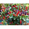 Seeds4planting - Seeds Ornamental Chili Pepper Hot Mix Non GMO