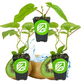 2 Vincent Female Kiwis & 1 Tomuri Male Kiwi (Actinidia chinensis) Bundle by Wellspring Gardens - Thriving Kiwi Plant Pairing - Perfect for Southern Gardens, Pollination Duo (3-Pack)
