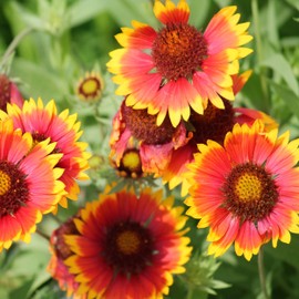Outsidepride Gaillardia Aristata - 1000 Seeds