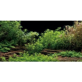 AWERT Aquarium Background River Bed & Lake Aquatic Plant Fish Tank Background Durable Polyester Background