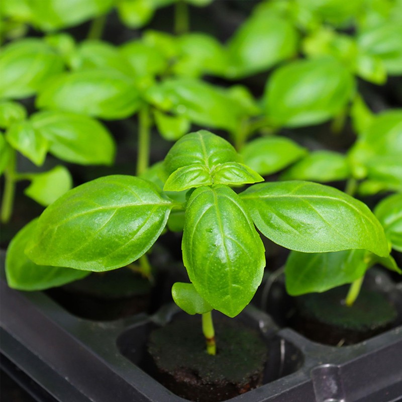 OHYER Rock Wool Leaf Cultivation Cuttings Rockwool Bottomless Cultivation Hydroponics