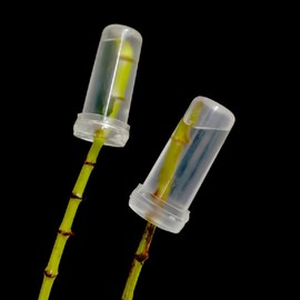 siawadeky Flower Water Tube, Clear Tube, 200 Pieces, Nutrition Tube, Flower Tube, Transparent Test Tube, Vase, Flower Container, Storage, Floral Tube, Mini Bottle, Flower Supplies, with Cap, 1.6 x 0.7 inches (4.1 x 1.8 cm)