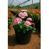 Multi Purpose Plastic Bucket with a Handle, 9-qt. House Cleaning,