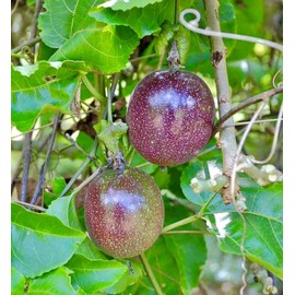 Passion  Fruit Maracuya Parcha Passiflora Edulis 100 semillas
