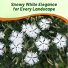 Outsidepride Arenarius White Dianthus Seeds for Planting - 2000 Pcs