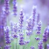 MySeeds.Co Lavender, Italian (Lavandula angustifolia) Herb Seeds, Fragrant Blooms -