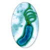 CafePress Helicobacter Pylori Bacterium, TEM Oval Car Bumper Sticker