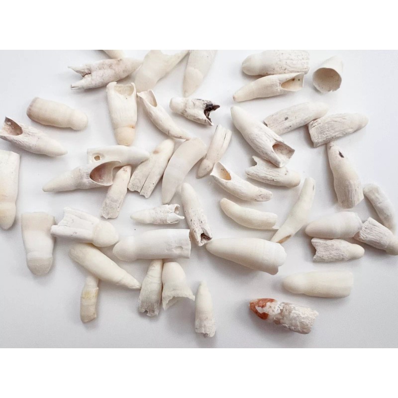 100PC Alligator Teeth for Making Gator Teeth Necklace Real Alligator