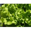 800 Lettuce Four Seasons Seeds – 30 Days, Heirloom, Non-GMO