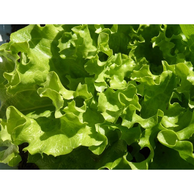 800 Lettuce Four Seasons Seeds – 30 Days, Heirloom, Non-GMO