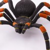Orange-Kneed Tarantula