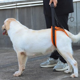 [GIIPET] Dog Care Harness for Rear Feet, Dog Walking Assistant Harness, Nursing Harness, Behind Legs Harness, Walking Support, Dog Harness, Walking Assistance, Protection Dog, Joint Support