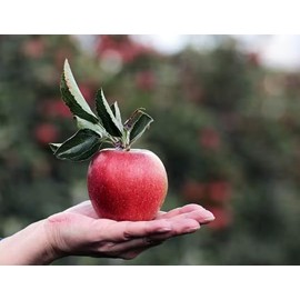 McIntosh Apple Trees Bareroot 2-3 feet Tall-Sweet, Iconic Fruit, Can Bear Fruit The First Year!! (2)