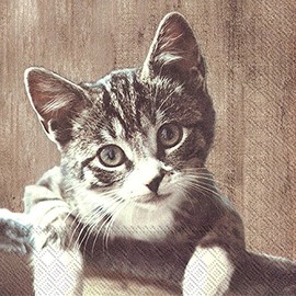 IHR Servietten Cocktail 25x25cm Kasimir Katze