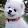 NESTROAD Dog Collar, Adjustable, Nighttime Reflective, For Small, Medium, and