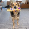 Charming Pet Squawkers Dog Toys