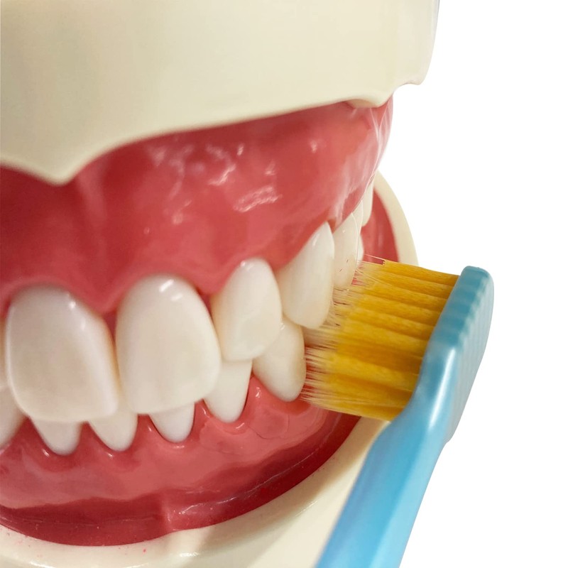 Ebisu Premium Care High Plaque Remover, 5 Row Compact, Normal,