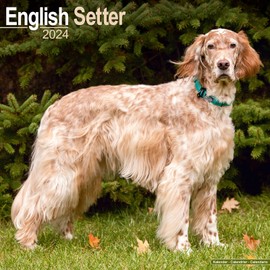 English Setter Calendar 2024 | Square Dog Breed Wall Calendar - 16 Month