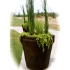 Native Horsetail (Equisetum hyemale) 15 Stems
