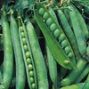 Viridis Hortus - 400 x (79.2g's Approx.) Pea Hurst Greenshaft