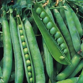 Viridis Hortus - 400 x (79.2g's Approx.) Pea Hurst Greenshaft Maincrop Vegetable Seeds