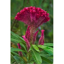 200 Semillas D Mano D León Terciopelo Cresta D Gallo Celosia