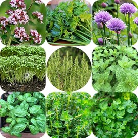schone Herbs Seeds Pack - 9 Different Herb Varieties - Approx. 2000 Seeds - Fresh Seasoning Herbs All Year Round - for Your Kitchen Garden