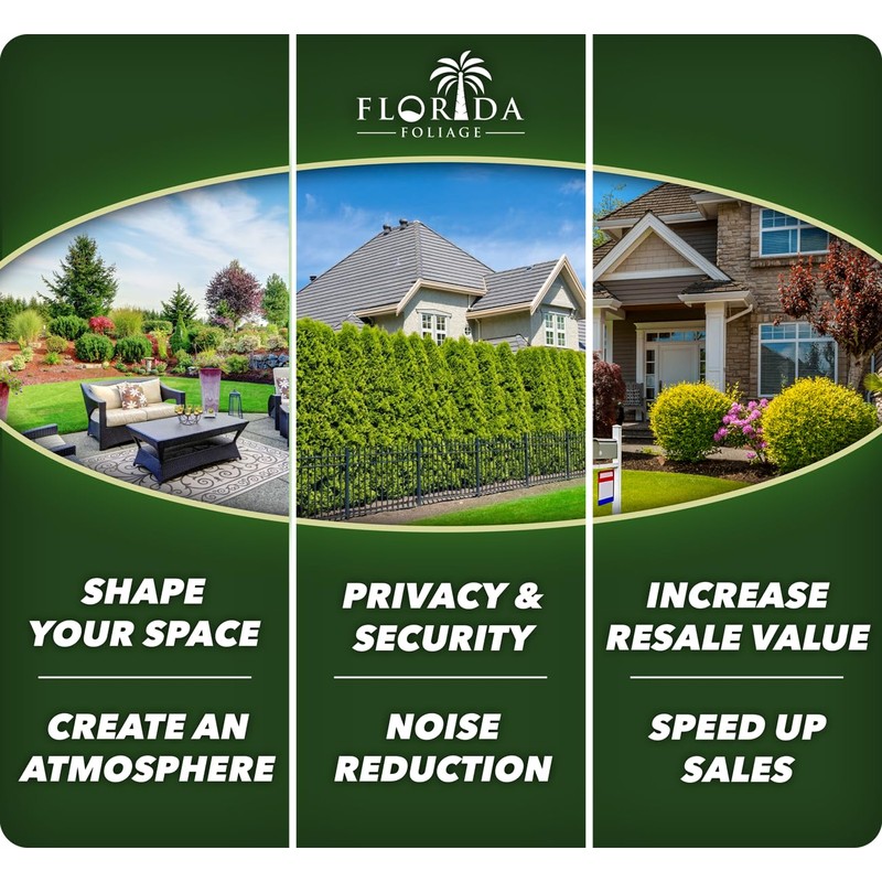 Crape Myrtle Twilight | 2 Extra Large 3 Gallon Plants