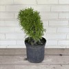 Little Green Arborvitae, 1-Gallon Size - Dwarf Evergreen Shrub 'Thuja