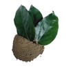 Tilacoa Triandra Powder, Made From 100% Tiliacora Triandra - Pure,
