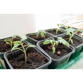 HYDROPLANETE 3 Sizes 7x7 8x8cm 9x9cm - 24, 50, 100 or 1000 Reusable Seedlings and Young Plants