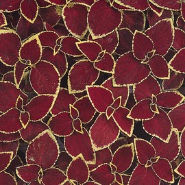 Outsidepride Wizard Scarlet Coleus Seeds for Planting - 200 Pcs Annual, Compact, & Easy to Grow, Flower Seeds with Serrated Foliage, Ideal for Shaded Areas, Containers, Borders, & Gardens