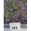 Small Beads:_Small_SB #21 (6mm)