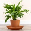 4 Pack of 12 inch Plant Saucers - Heavy Duty