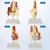 JNMFTD Human Lumbar Spine Bone Model, Female Pelvis Model 1:1
