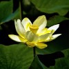 Fresh 10 Yellow American Lotus Seeds Nelumbo Lutea Cold Hardy
