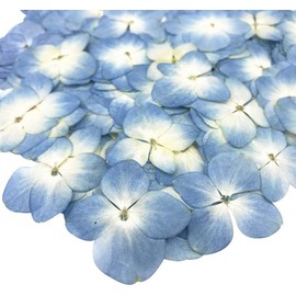 12Pcs Blue Preserved Dried Flowers Plant,Wide Applications Dried Pressed Flowers and Leaves, Pressed Dried Flower Plant Specimen Epoxy Resin Phone Decor DIY Paper Crafts Accessory