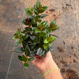 Black goldfish plant 4 in pot  plant